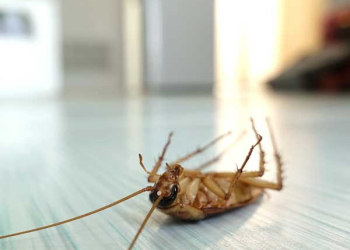 Stop agli insetti domestici
