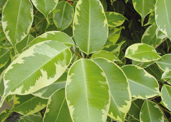 La salute delle piante tropicali da interno La salute delle piante tropicali da interno
