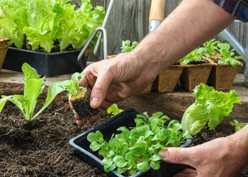 Cifo_Newsletter 05-2019 foto quadrata 2 Lattughine in vaso e nell’orto: facili e velocissime
