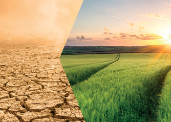 Fenomeni climatici estremi: dalle alghe un aiuto indispensabile