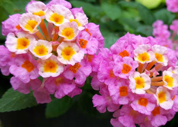 Shopping verde: nuove idee per i fiori in balcone e giardino