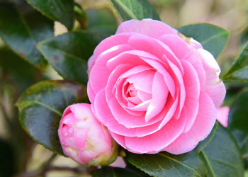 Cifo_Newsletter 06-2019 foto quadrata 2 Azalee, rododendri e camelie, le cure indispensabili