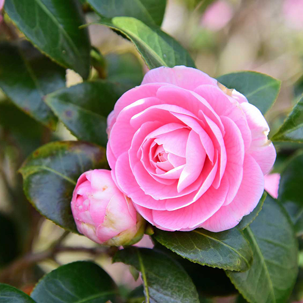 Cifo_Newsletter 06-2019 foto quadrata 2 Azalee, rododendri e camelie, le cure indispensabili