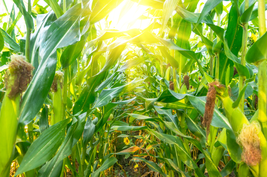 Growing organic corn Growing organic corn