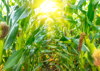 Growing organic corn