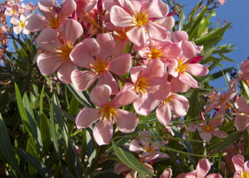 Cifo_Newsletter-10-2019-foto-quadrata-2 Tre arbusti che fioriscono in estate