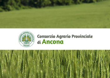 cap-Ancona