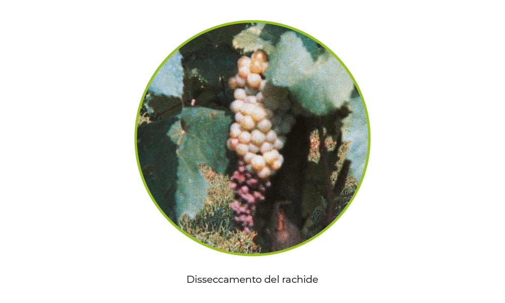 LA RISPOSTA IDEALE CONTRO IL DISSECCAMENTO DEL RACHIDE