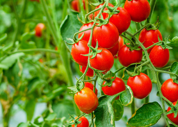 Pomodori, il colore della salute