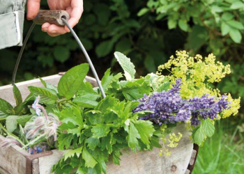 Cifo_Newsletter 16-2019 foto quadrata 1 Coltivare le piante del benessere