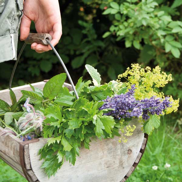 Cifo_Newsletter 16-2019 foto quadrata 1 Coltivare le piante del benessere