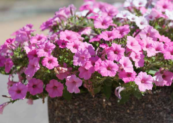 I fiori che non hanno paura del gran caldo