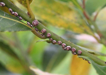 Cifo_Newsletter 18-2019 foto 2 quadrata Come dire STOP alle cocciniglie