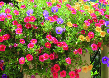 Cifo_Newsletter 19-2019 foto quadrata 1 Dry garden, le piante che non hanno sete
