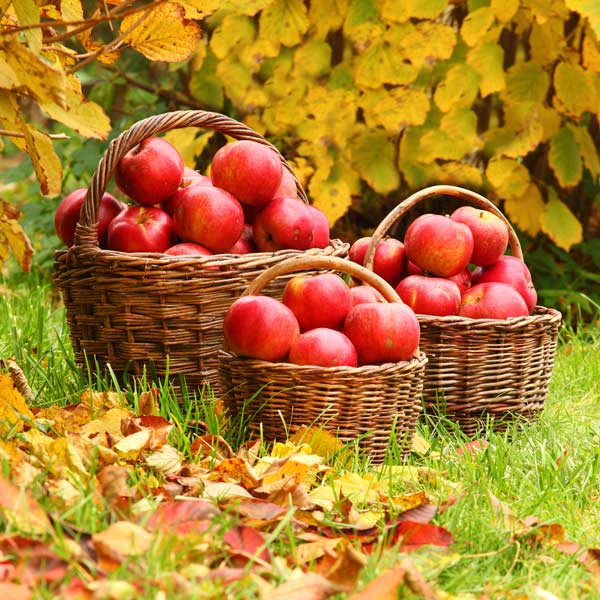 Cifo_Newsletter 21-2019 foto quadrata 2 Piante da frutto autunnali