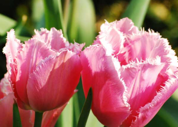 La primavera? Si prepara ora con i bulbi da piantare adesso