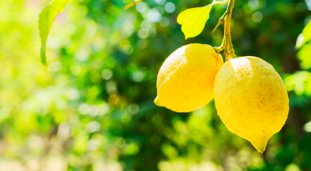 limoni-web limoni-web