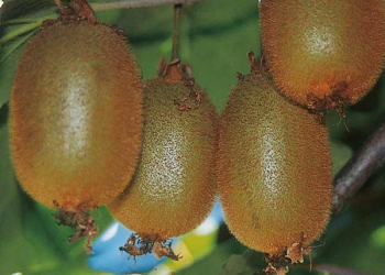actinidia-sotto-i-riflettori-a-Latina