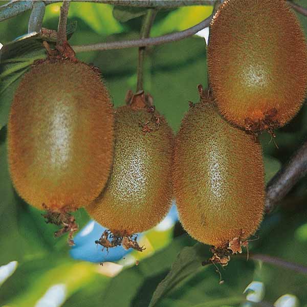 actinidia-sotto-i-riflettori-a-Latina