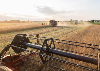 Frumento e Mais, basi dell'agroalimentare italiano
