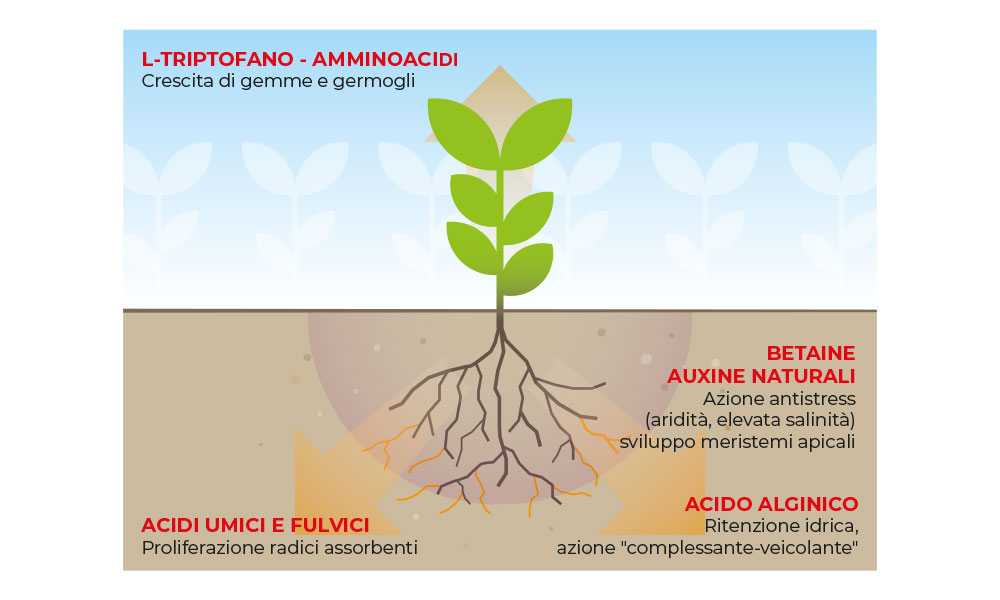 TRAPIANTI AUTUNNO VERNINI DI QUALITÀ CON CIFO