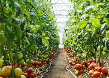 stanchezza-del-terreno-come-produrre-in-condizioni-difficili stanchezza-del-terreno-come-produrre-in-condizioni-difficili