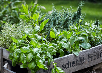 AROMATICHE