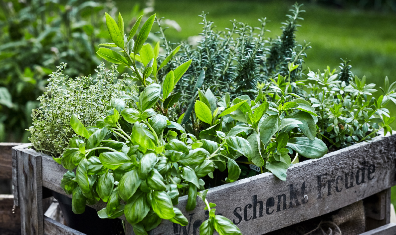 AROMATICHE AROMATICHE