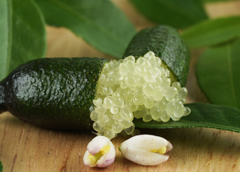 Finger Lime