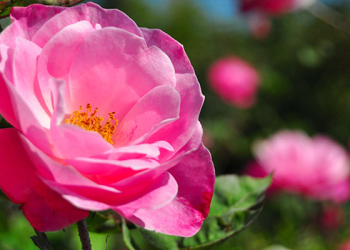 Come far rifiorire le rose