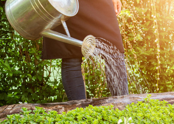 Unrecognisable woman watering flower bed using watering can. Gar