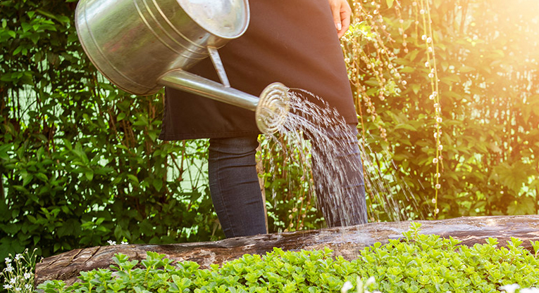 Unrecognisable woman watering flower bed using watering can. Gar Unrecognisable woman watering flower bed using watering can. Gar
