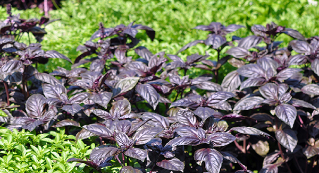 aromatiche lunga aromatiche lunga