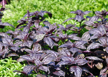 aromatiche lunga