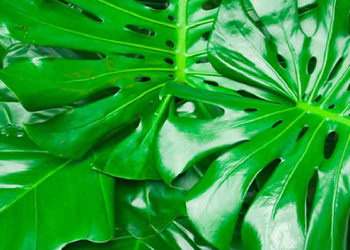 Cifo_Newsletter 26-2019 foto 1 striscia.jpg Cifo_Newsletter 26-2019 foto 1 striscia.jpg