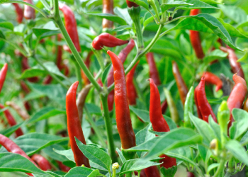 peperoncini