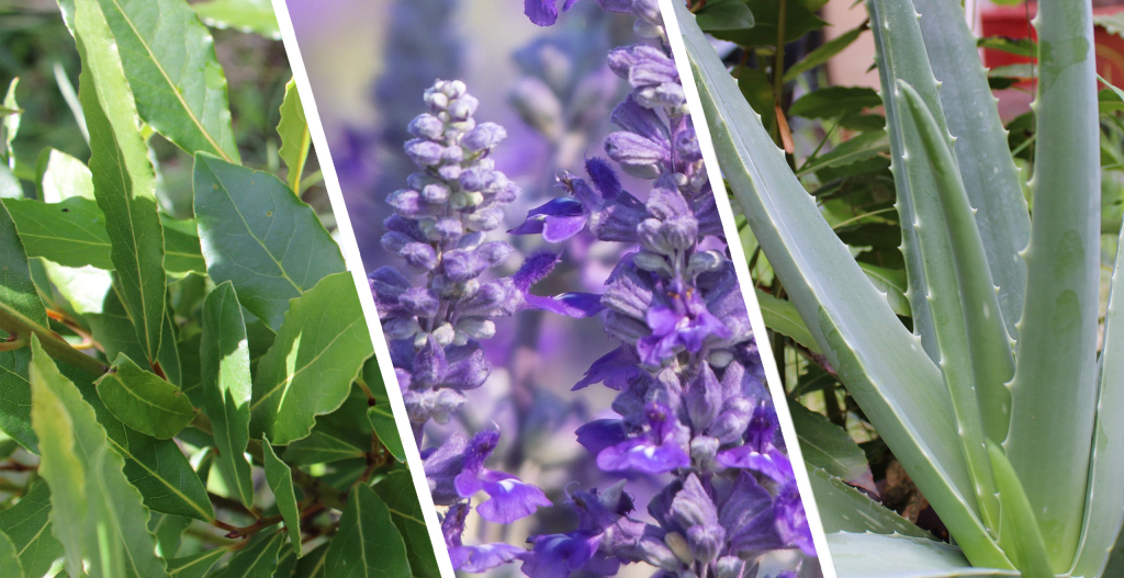 aloe alloro lavanda