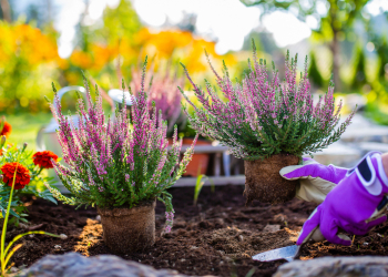 giardino sano