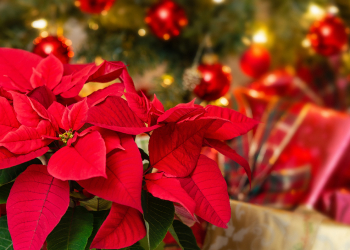 natale