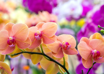 orchidee-web orchidee-web
