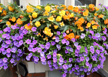 Scegliere i fiori