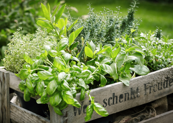 aromatiche insolite