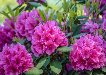 Fioriture primaverili