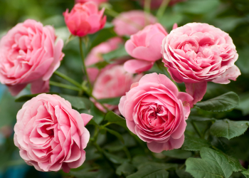 rose-1