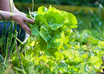 Giardinaggio ecosostenibile