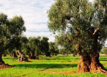 olivo-nutrizione-bilanciata