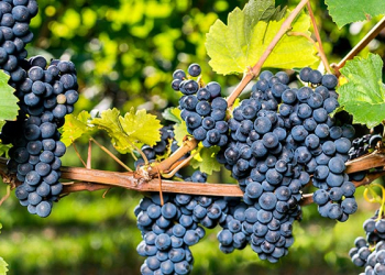 table-grapes