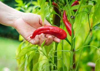peperoncini-1