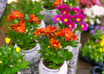 fiori autunnali