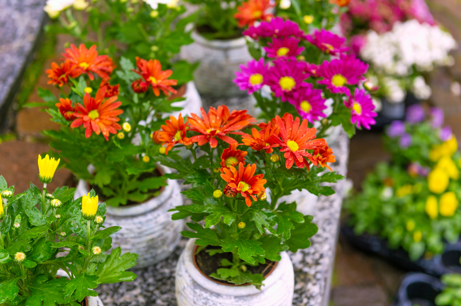 Fiori artificiali autunnali, 15 pezzi, resistenti ai raggi UV, fiori finti in plastica, decorazione autunnale per casa, cucina, giardino, festa di